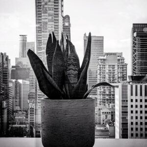 Home urban succulent